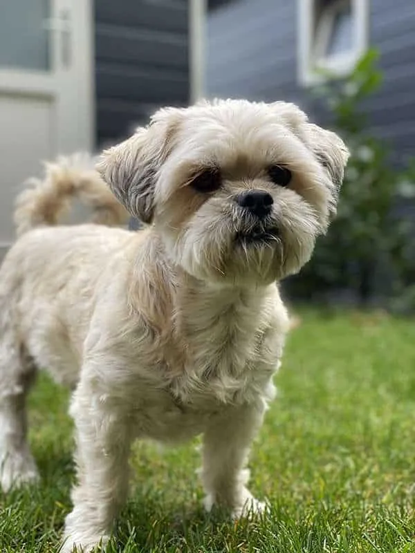 Ronnie Couwenbergs hondje Leo, een Boomer, tijdens een wandeling in de tuin – bron van inspiratie bij het vastleggen van ideeën met een voicerecorder.